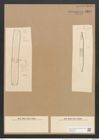 Nitzschia senegalensis Grun. (de-Toni-Nr.: Genus 47, Species 2142) Zeichnungen Sammlung Grunow Nr. 4314 (NHMW-BOT-W0372339)